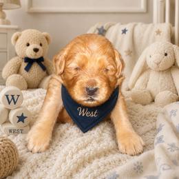 West - Apricot male Goldendoodle puppy in Aurora, Illinois from Chicago Goldendoodles