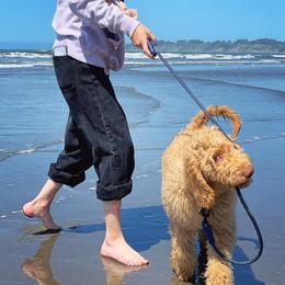 Goldendoodle Puppies from Lundee Doodles