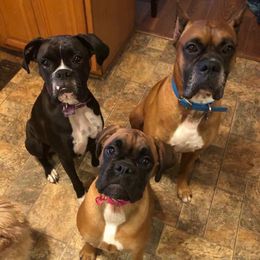 Boxers from Kindred Few Boxers