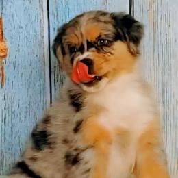 Australian Shepherd Puppies from Winsome Aussies