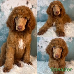 Sneaker - Red  Poodle puppy in Swansboro, North Carolina from Monarch Standard Poodles