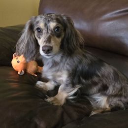 Josie - Dachshund