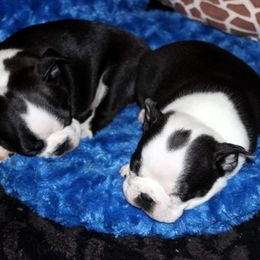 Boston Terrier and Italian Greyhound Puppies from 4Ever Boston Terriers & Italian Greyhounds