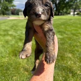 Orange - Merle male Springerdoodle puppy in Clifton, Idaho from Little Mountain Springers, Springerdoodles & Poodles