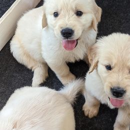 Golden Retriever Puppies from Sandy's Golden Pups