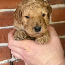 Uncle Si - Red  male Poodle puppy in Fairfield, North Carolina from Leaning T Ranch