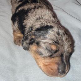 Boy 1 - Dapple male Dachshund puppy in Pierson, Florida from Michelle’s Mini Dachshunds