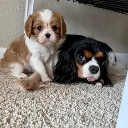 Cavalier King Charles Spaniel Puppies from Cavaliers of House Northup
