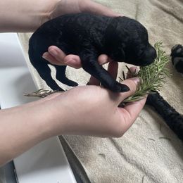 Poodle Puppies from Sweet Country Standards