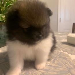 Leo - Wolf sable male Pomeranian puppy in Fayetteville, North Carolina from Tar-heel Poms