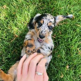 Dachshund Puppies from Strom Ranch