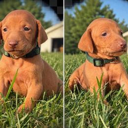 Male 3 - Golden rust male Vizsla puppy in Windsor, Maine from Pleasant Ridge
