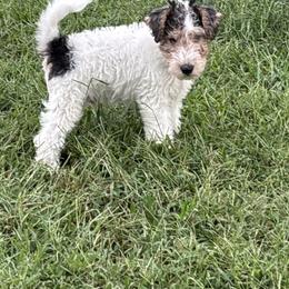 Zoran - White black and tan male Wire Fox Terrier puppy in Holly Springs, North Carolina from Adrianna's Wire Fox Terriers