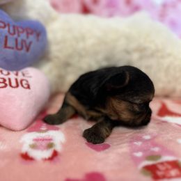 Yorkshire Terrier Puppies from Galaxy Kennel
