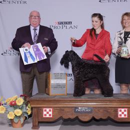 Kerry Blue Terrier Puppies from Cross the Rubicon