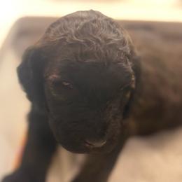 Beauty - Brown female Poodle puppy in Redding, California from Canyon Creek Kennels