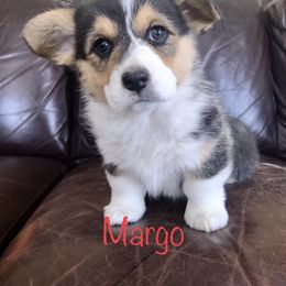 Pembroke Welsh Corgi Puppies from Country Rubys