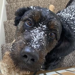 Charli - Bernedoodle