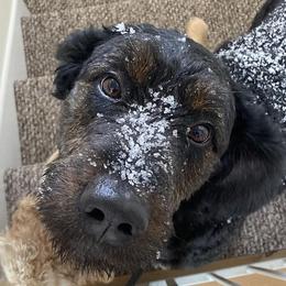 Charli - Bernedoodle