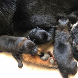 German Shepherd Puppies from Vecne Stesti German Shepherd Dogs