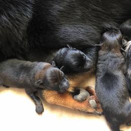 German Shepherd Puppies from Vecne Stesti German Shepherd Dogs
