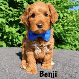 Monarch Benji - Red male Australian Labradoodle puppy in Mason, Michigan from Monarch Labradoodles