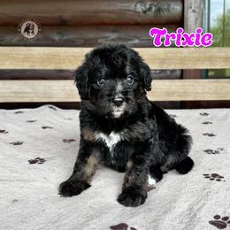 Trixie - Black and white female Bernedoodle puppy in Banner Elk, North Carolina from Walnut Tree Bernedoodles