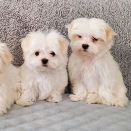 Maltese and Shiba Inu from LAS VEGAS PUPPY
