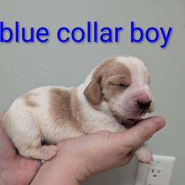 Blue Collar - Lemon and white male Basset Hound puppy in Brantley, Alabama from Lindsey's Puppies