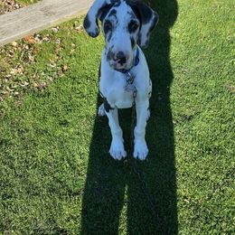 Great Dane All Grown Up from Majestic Giants Great Danes