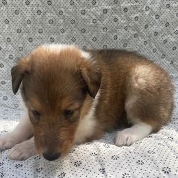Diane - Sable and white female Collie puppy in Yulee, Florida from Three Collie Farm