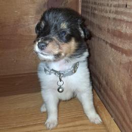 Dallas - Black white and tan male Collie puppy in Montpelier, Virginia from Gun Barrel Collies