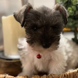 Boy 3 - Miniature Schnauzer puppy from Xaysha’s Miniature Schnauzers