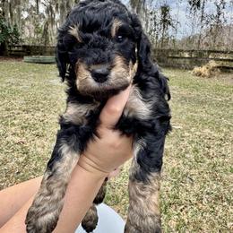 Stormy - Black female Goldendoodle puppy in Ocala, Florida from The Treasured Puppies Department