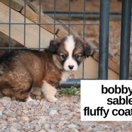 Bobby Flay - Sable male Pembroke Welsh Corgi puppy in Stilwell, Oklahoma from Barton Farms Corgis
