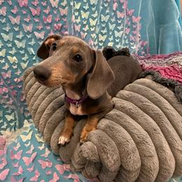 Agatha - Blue and tan female Dachshund puppy in Pittsburg, California from Super Hero Dachshunds
