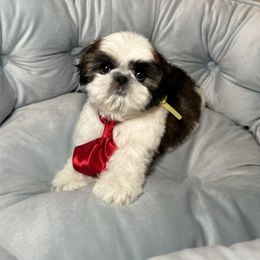 Shih Tzu Puppies from Fairy Tails Shih Tzus CA