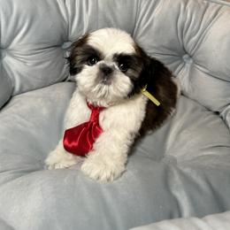 Shih Tzu Puppies from Fairy Tails Shih Tzus CA