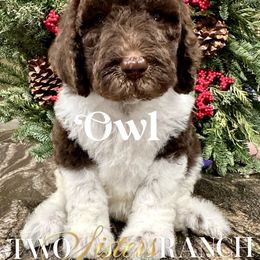 Owl - male Newfypoo puppy in Jackson, Missouri from Two Sisters Ranch, LLC