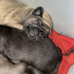 Doberman Pinscher and Pug Puppies from Fox Farm Kennel