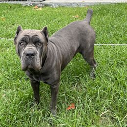 Ray Ray - Cane Corso