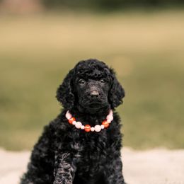 Poodle Puppies from H4 Standard Poodles