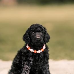 Poodle Puppies from H4 Standard Poodles