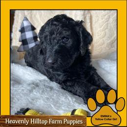 Black Blue Yellow Collar girl - Blue female Poodle puppy in Charlo, Montana from Heavenly Hilltop Farm