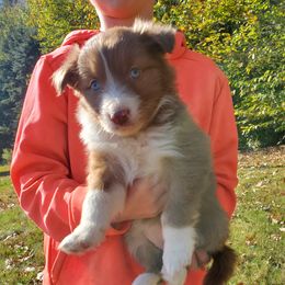 Red Female - Red female Border Collie puppy in Chester, Vermont from Countryside Border Collies