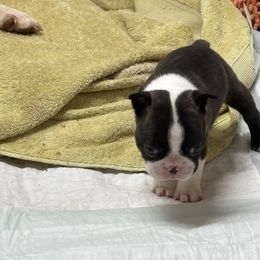 Peanut - Brindle and white male Boston Terrier puppy in Alabama from Southern Bulldogs