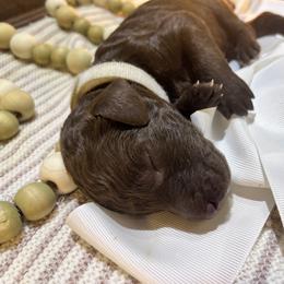 Girl 2 - female Poodle puppy in Statesville, North Carolina from Magnolia Crown’s Standard Poodles