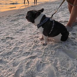 French Bulldog Puppies from Fancy Face Frenchies