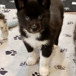 Pomeranian and Pomsky Puppies from Illinois Pomsky and Pomeranian