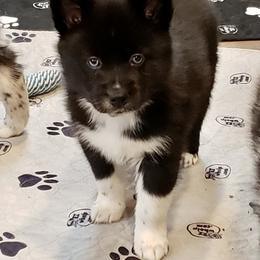Pomeranian and Pomsky Puppies from Illinois Pomsky and Pomeranian